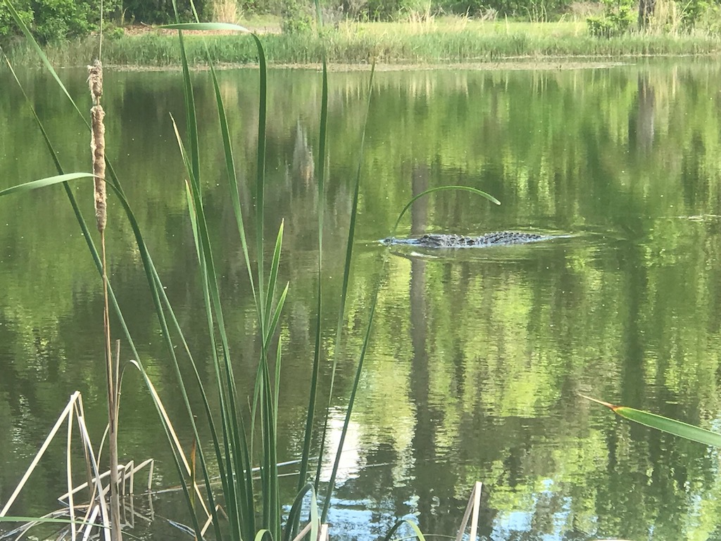 Alligator at the Daufuskie Rum Company; Low Country Drifters