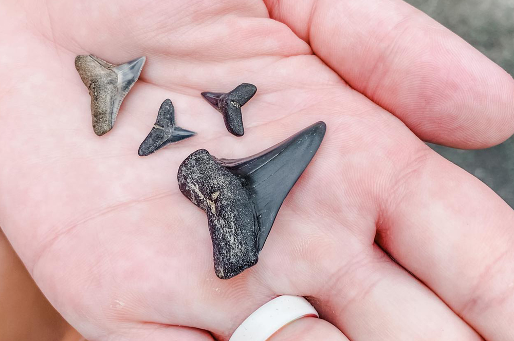 Shark Tooth & Fossil Hunting