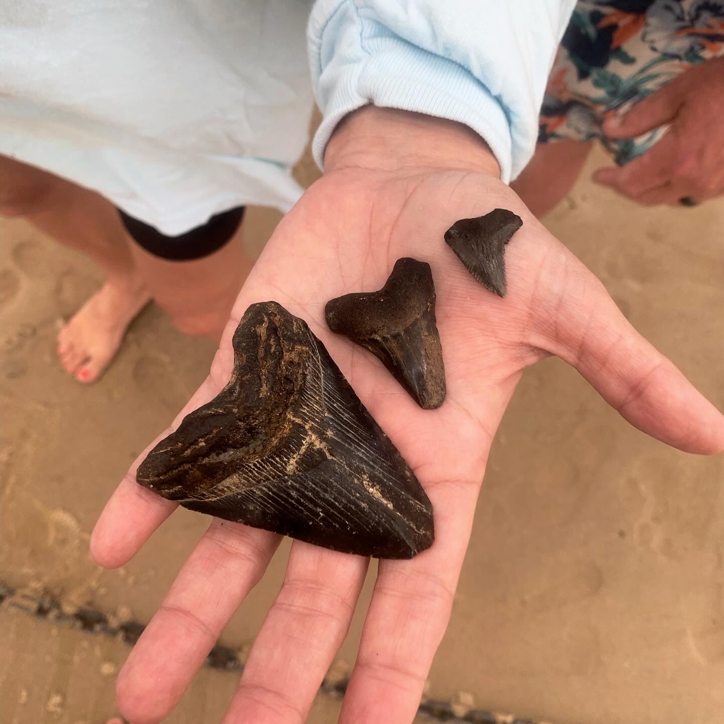 Shark Tooth Hunting, Savannah - Low Country Drifters
