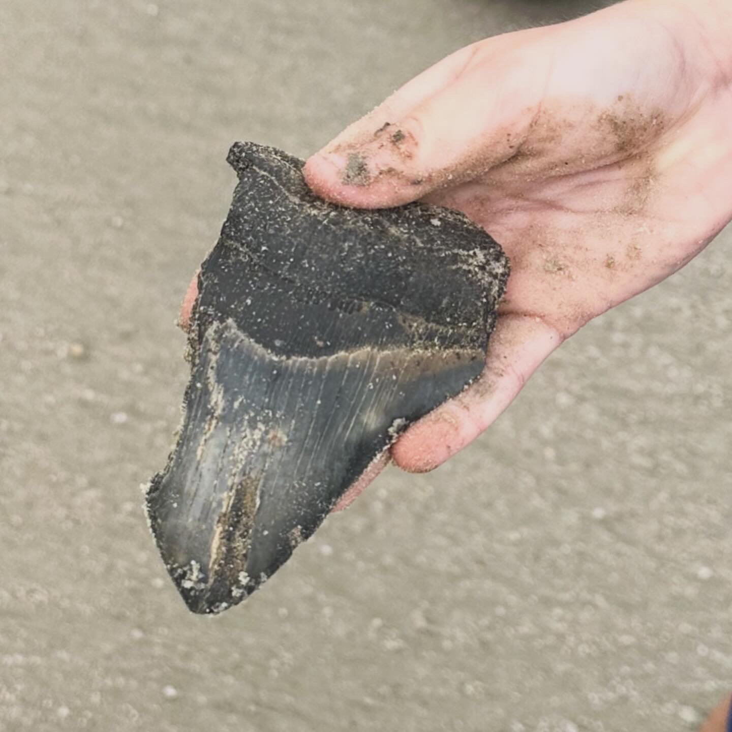 Megalodon Tooth, Shark Tooth Island; Low Country Drifters, Savannah, Georgia