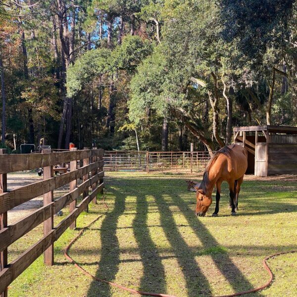 Daufuskie Island, Marsh Tacky