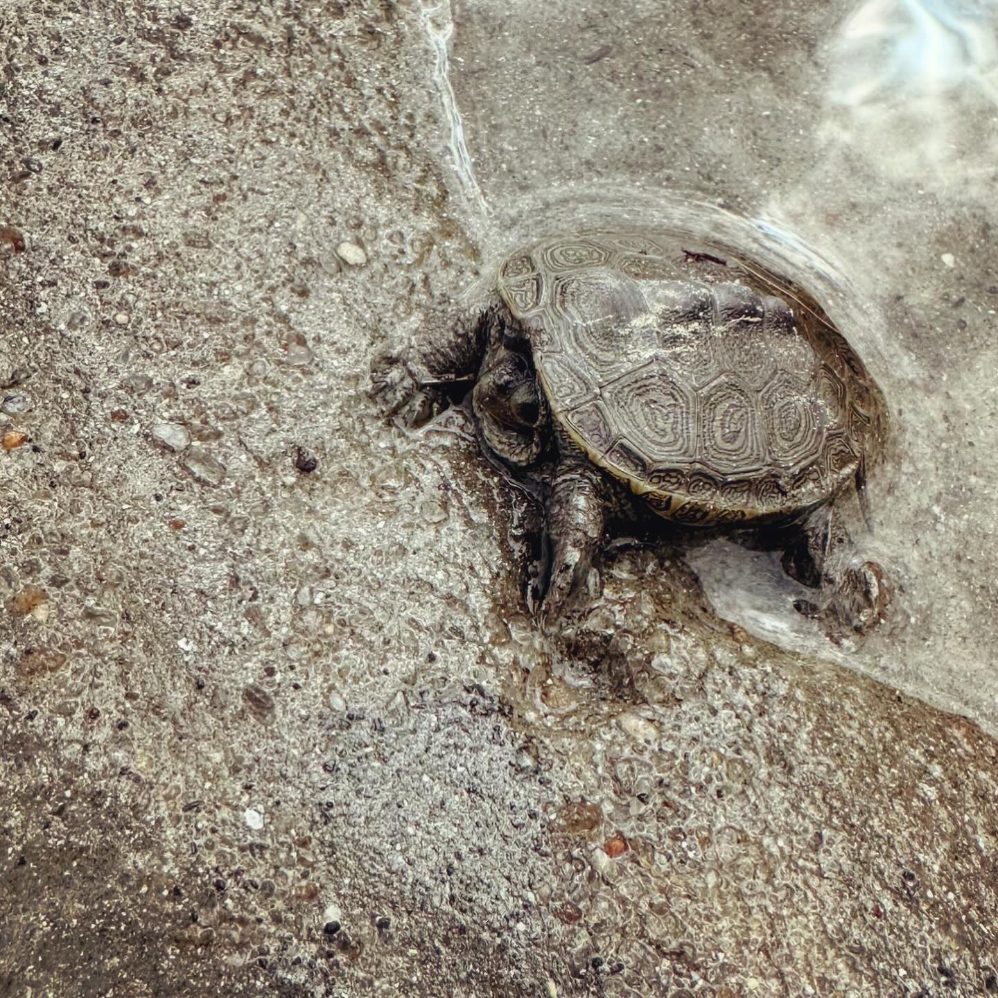 Diamondback Terrapin, Low Country Drifters - Savannah, Georgia