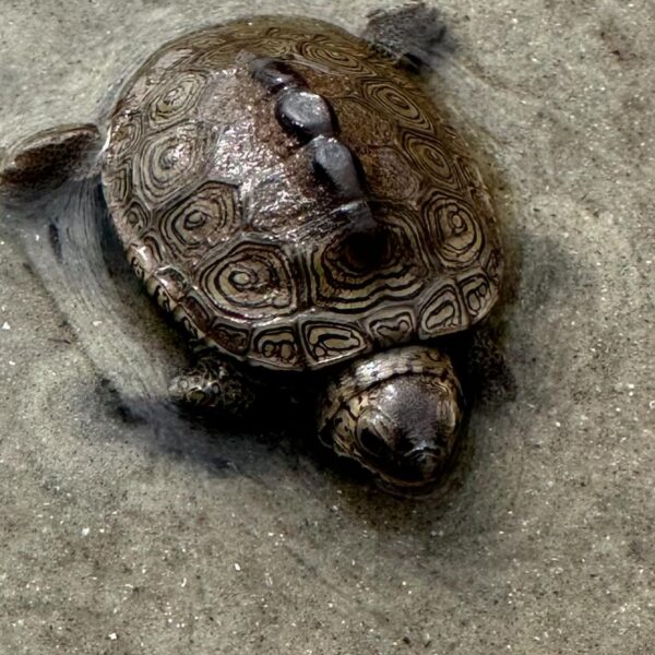 Diamondback Terrapin, Low Country Drifters - Savannah, Georgia