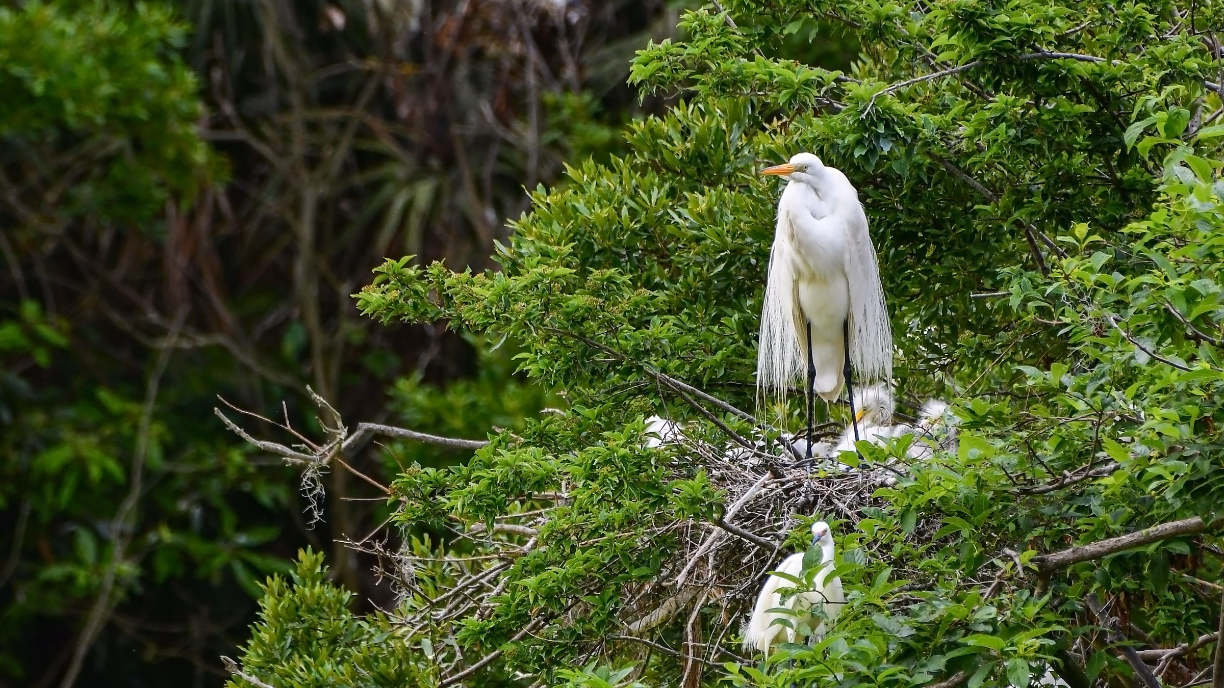 Feathers & Fashion: The Fight to Save Coastal Georgia’s Birds