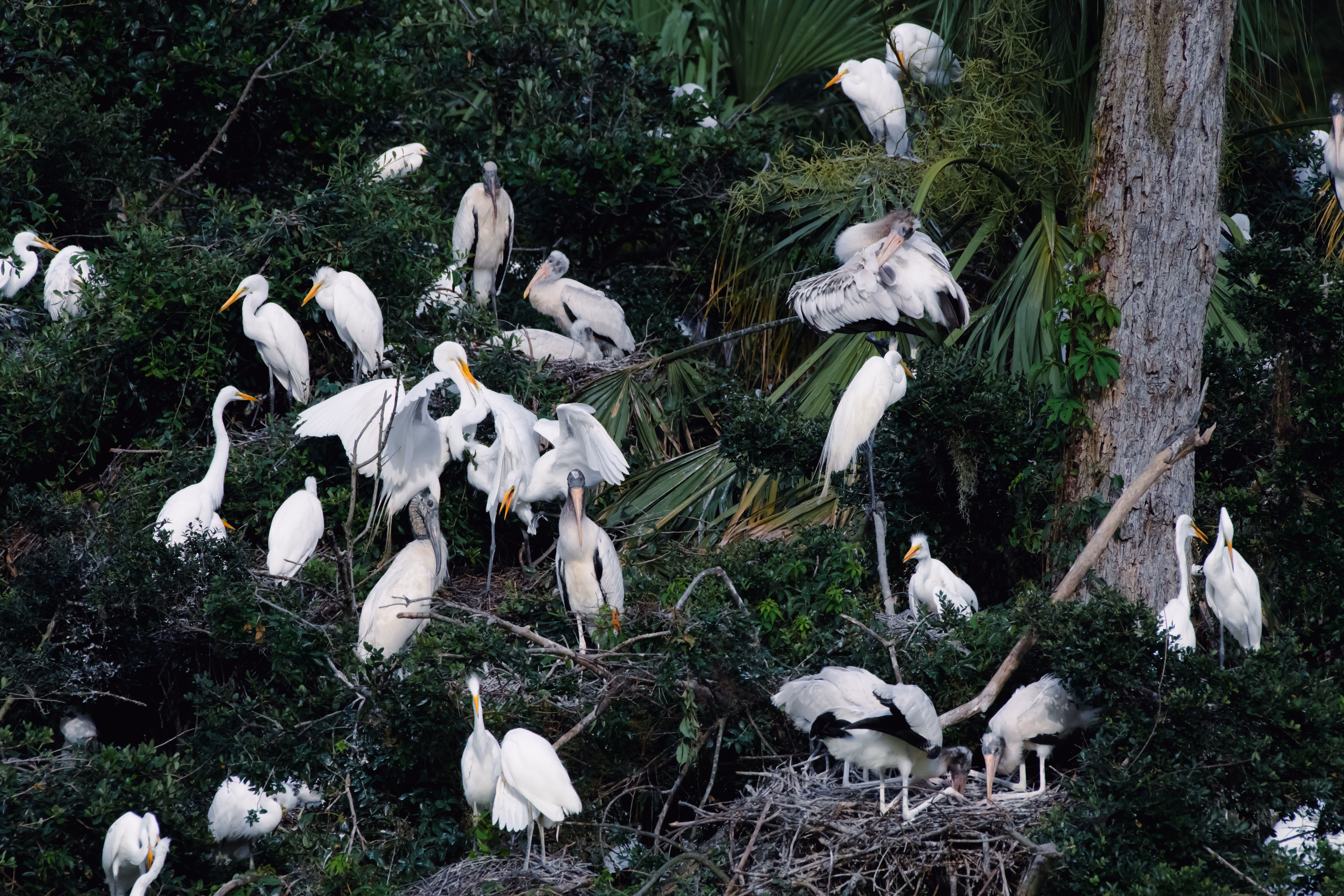 Wood Storks & Egrets Wood Storks and Egrets congregate in a rookery • Low Country Drifters, Savannah Georgia