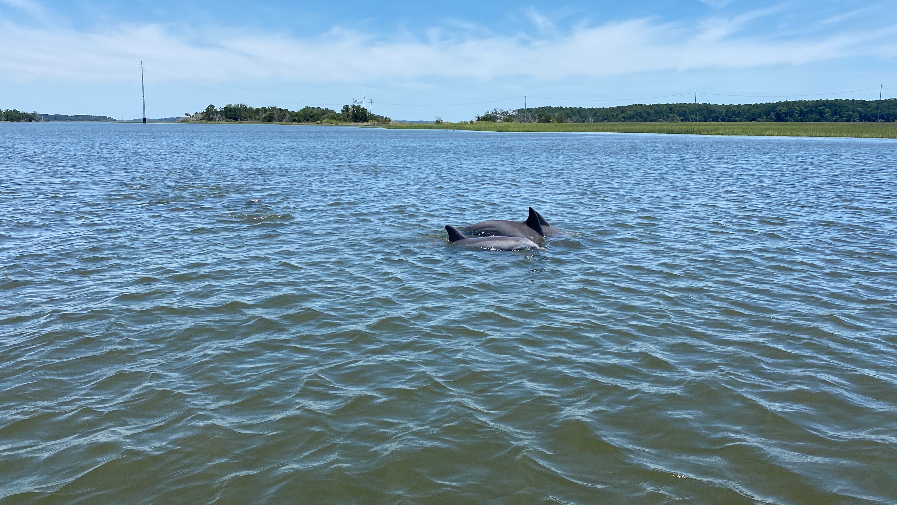 Spotlight on the Bottlenose Dolphin