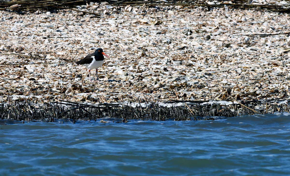 Spotlight on the American Oystercatcher