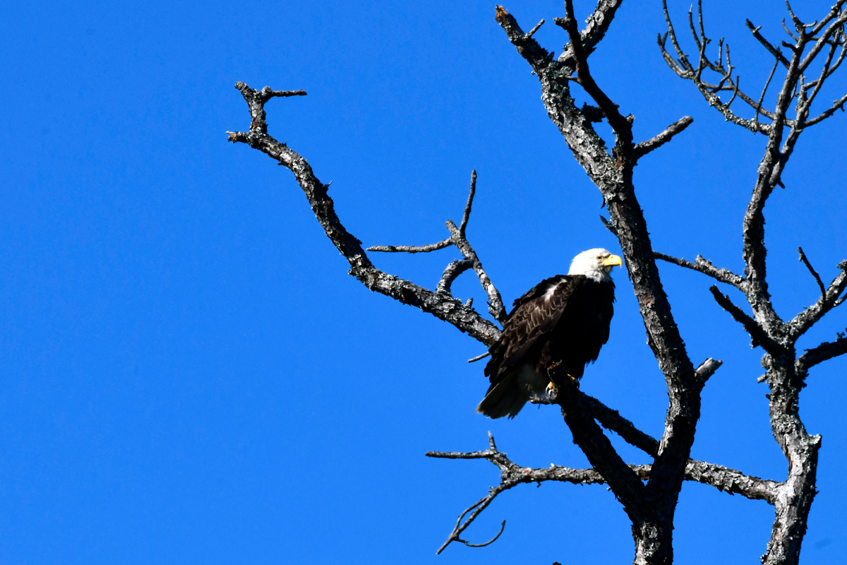 LCD Bald Eagle • Low Country Drifters, Savannah Boat Tours