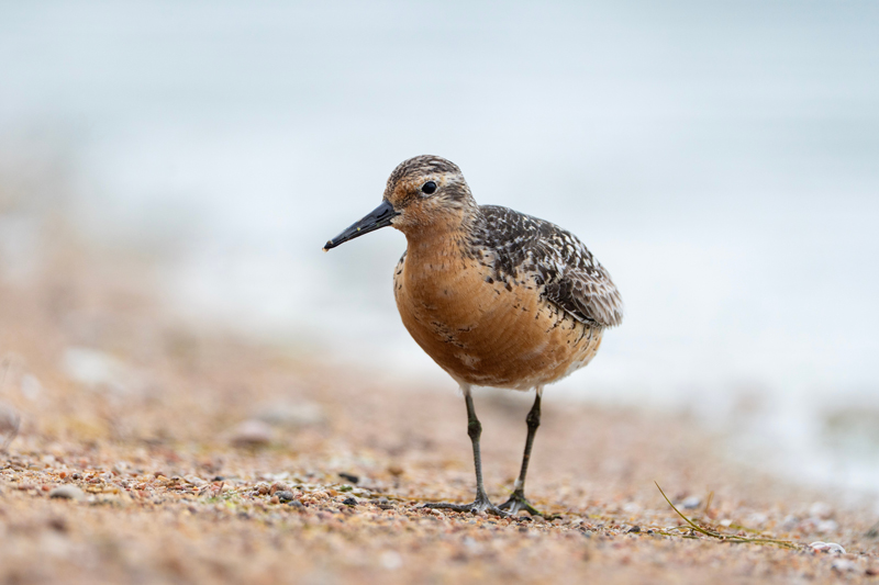 LCD red knot spring • Low Country Drifters, Savannah Boat Tours
