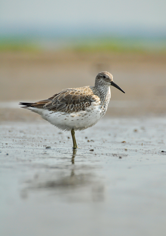 LCD red knot winter • Low Country Drifters, Savannah Boat Tours