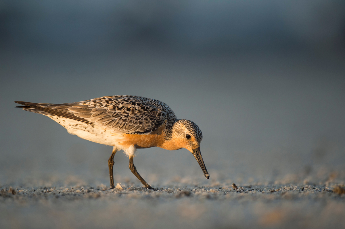 Spotlight on the Red Knot