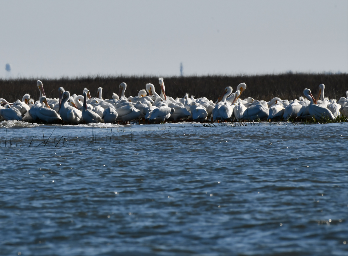 Stewards of the Water