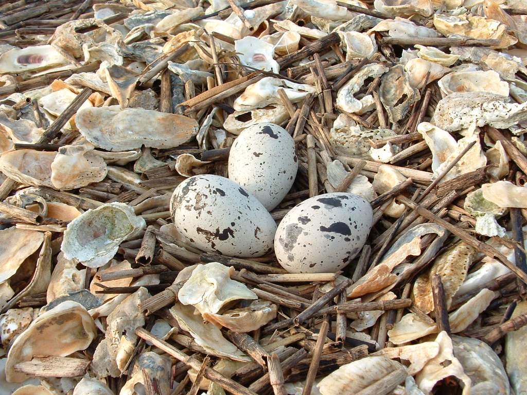 American Oystercatcher Nest in a Shell Rake
