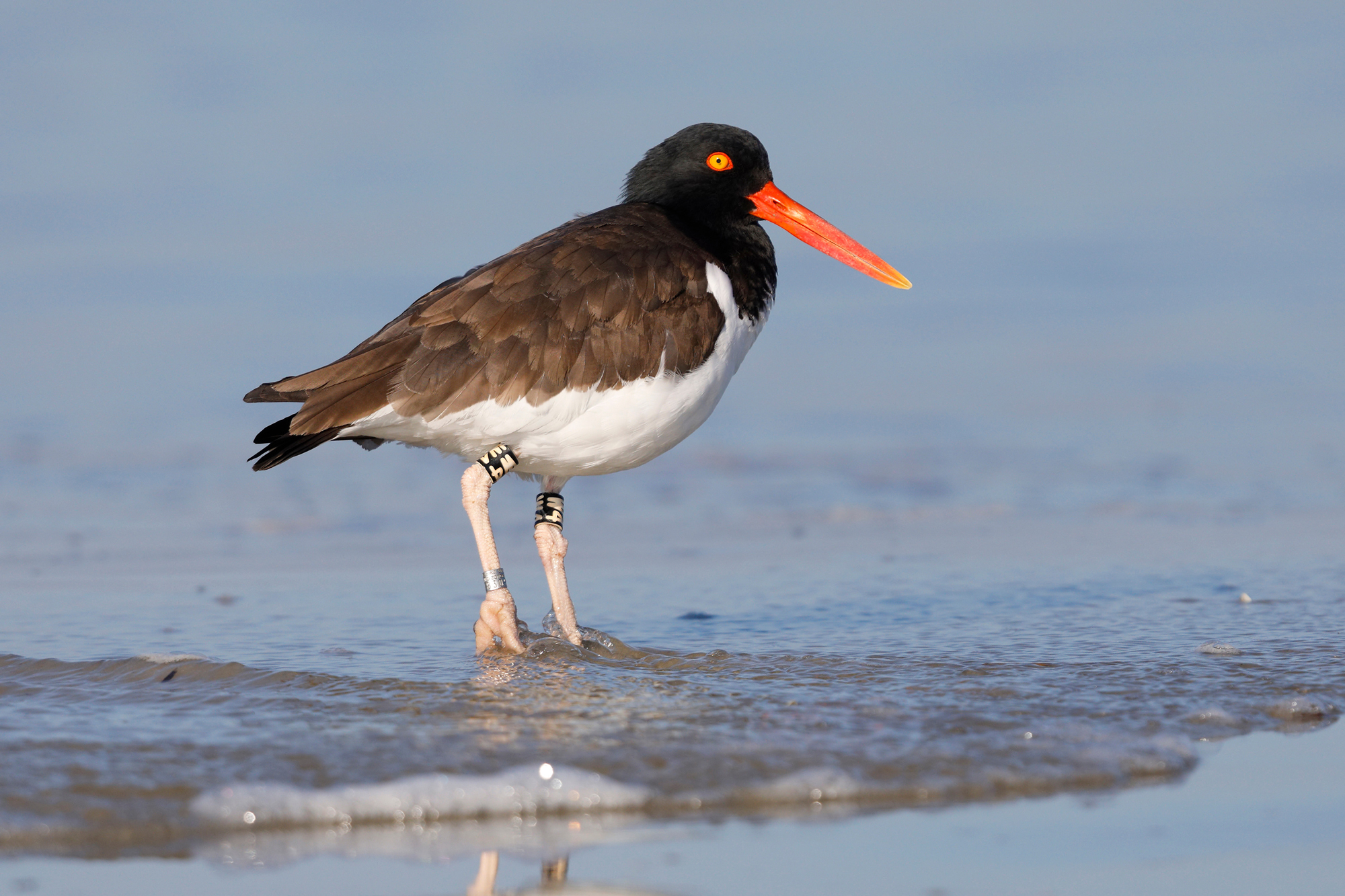 american oystercatcher • Low Country Drifters, Savannah Boat Tours
