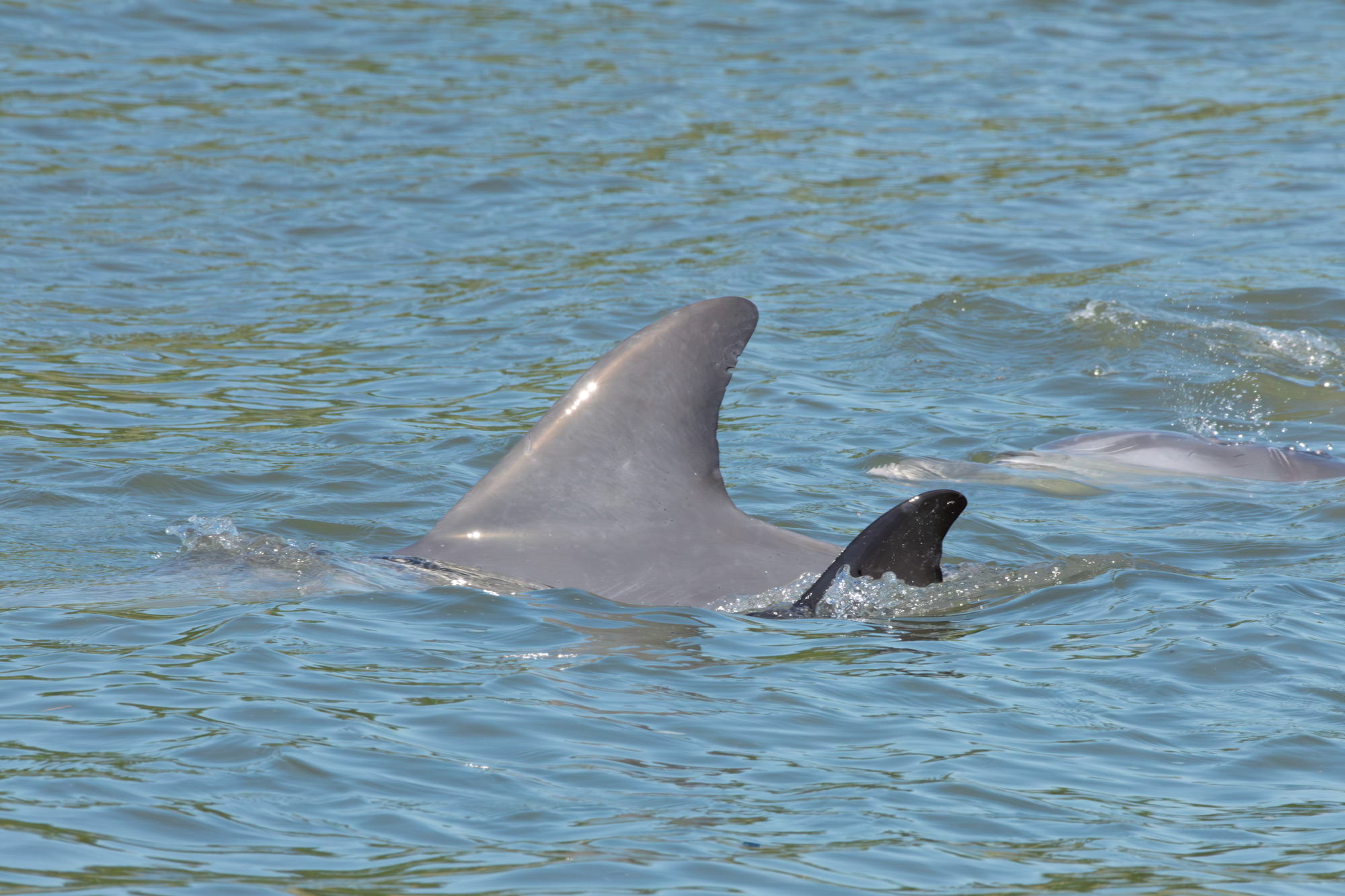 Baby Dolphin
