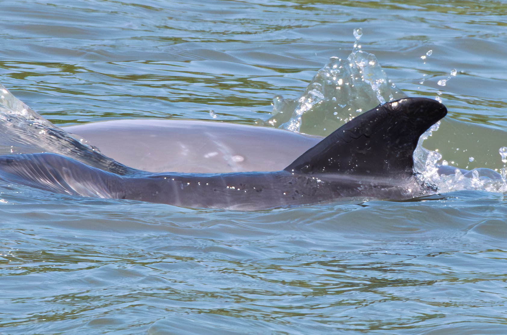 Atlantic Bottlenose Dolphin