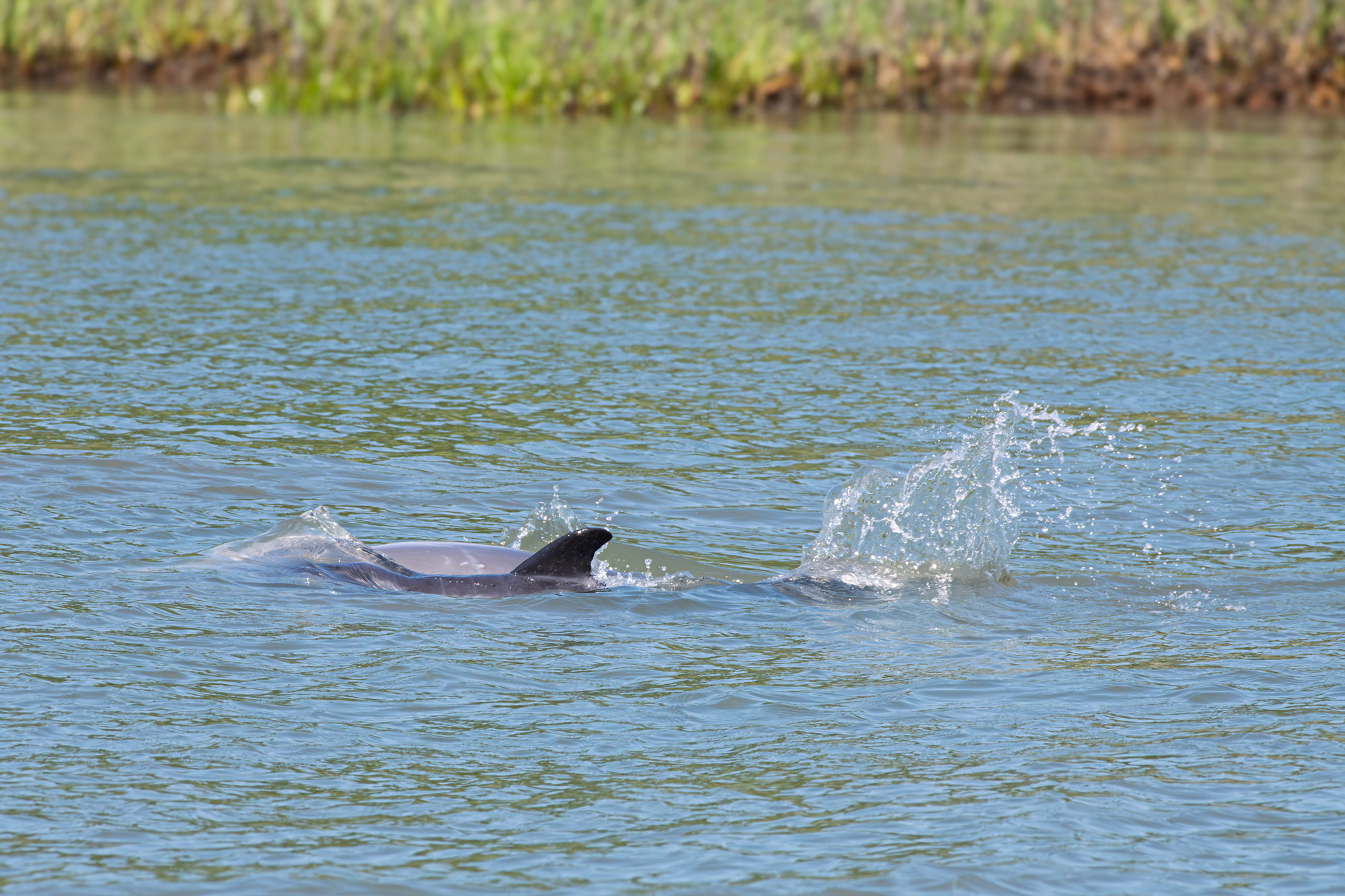 Spotlight on the Baby Bottlenose Dolphin