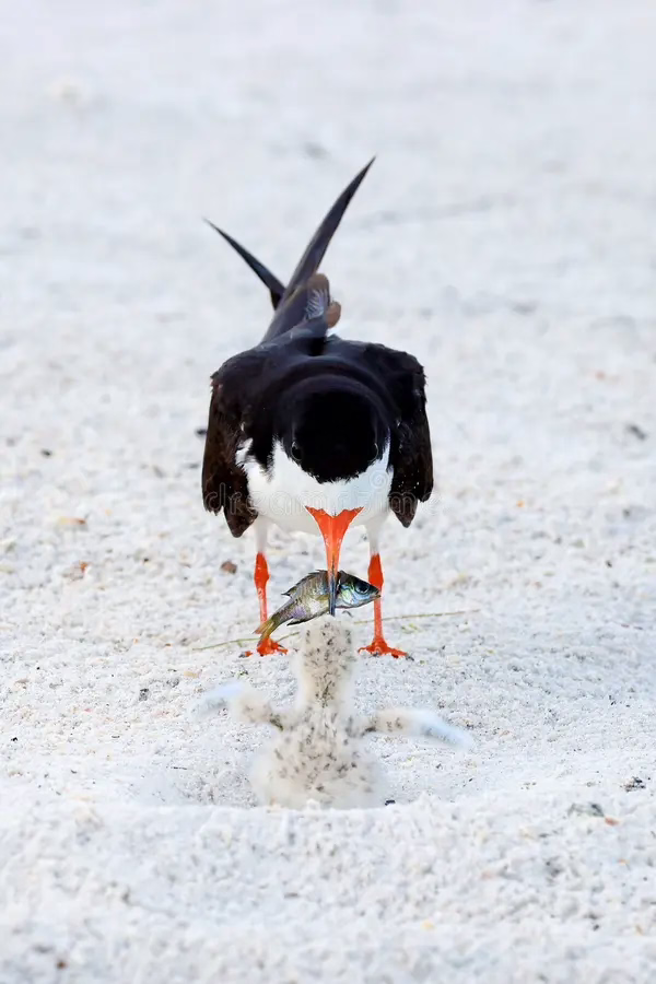 Black Skimmer feeding a chick in the nest