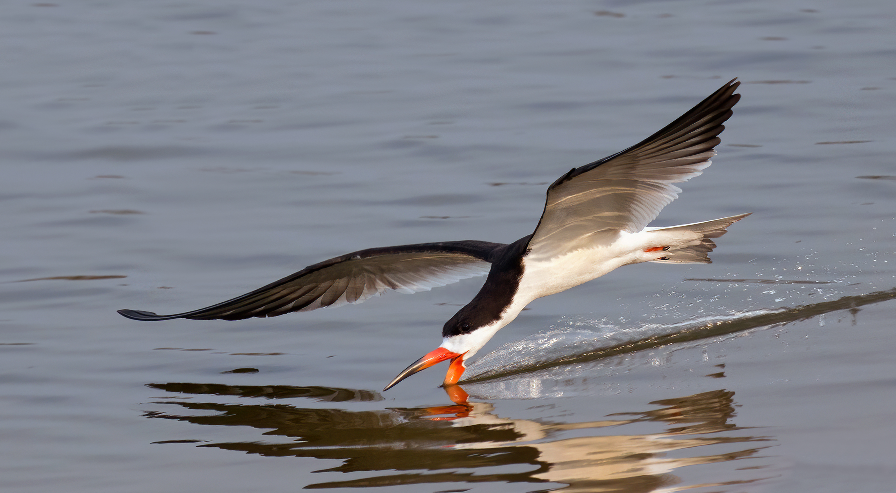 Spotlight on the Black Skimmer