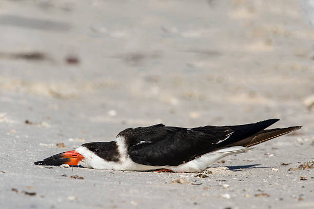 black skimmer sleeping • Low Country Drifters, Savannah Boat Tours