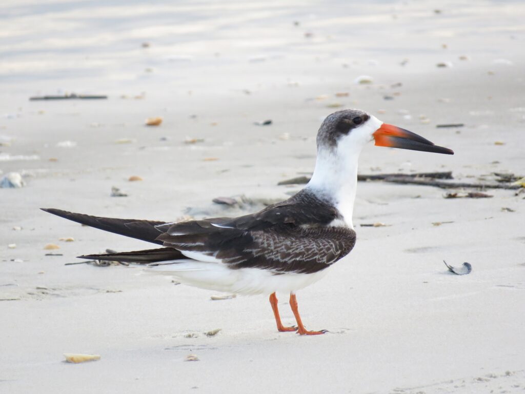 Black Skimmer standing on the beach