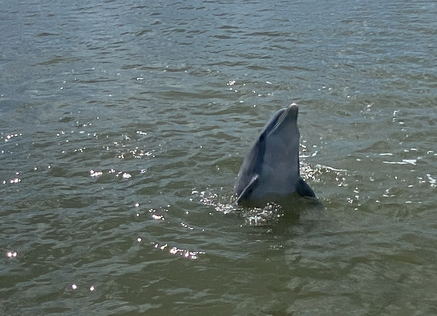 Spyhopping 24 LCD dolphin tour Savannah • Low Country Drifters, Savannah Boat Tours