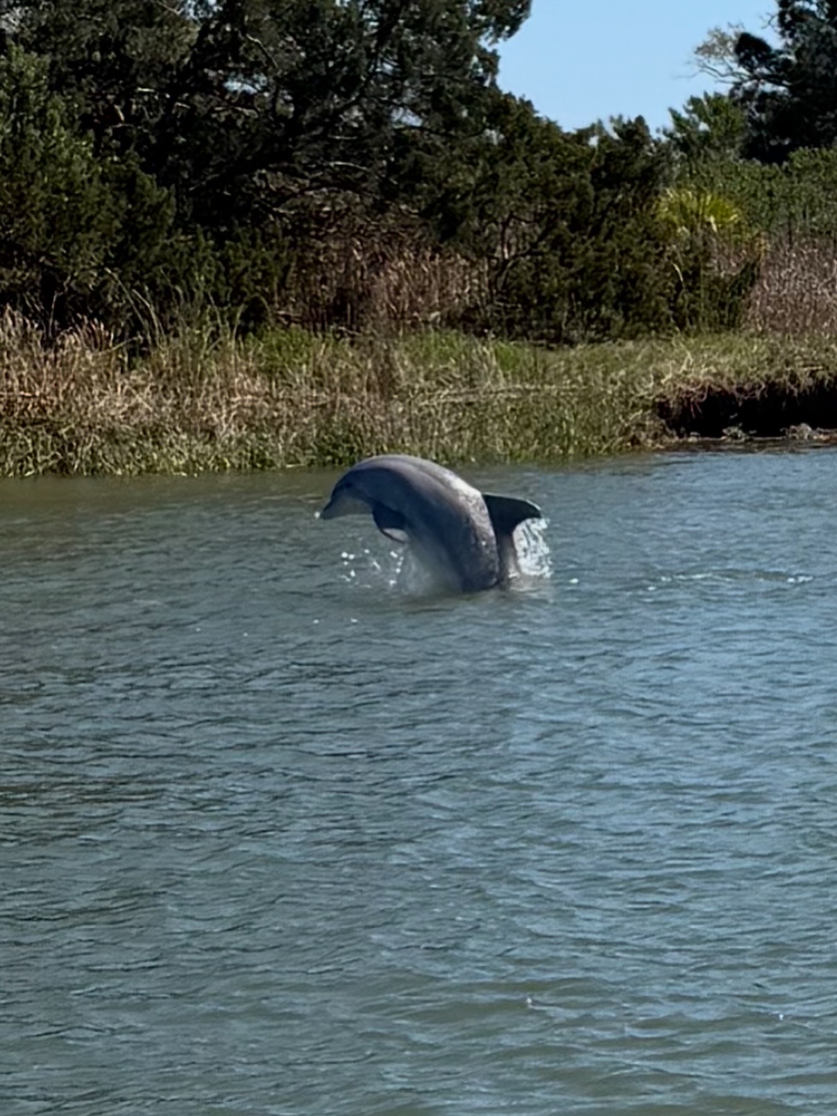 Jumping Dolphin 26 LCD jumping dolphin Savannah • Low Country Drifters, Savannah Boat Tours