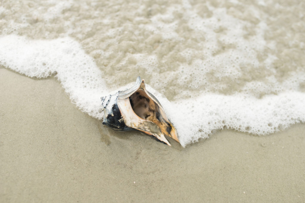 Shelling near Savannah, Georgia • Low Country Drifters Shelling near Savannah, Georgia