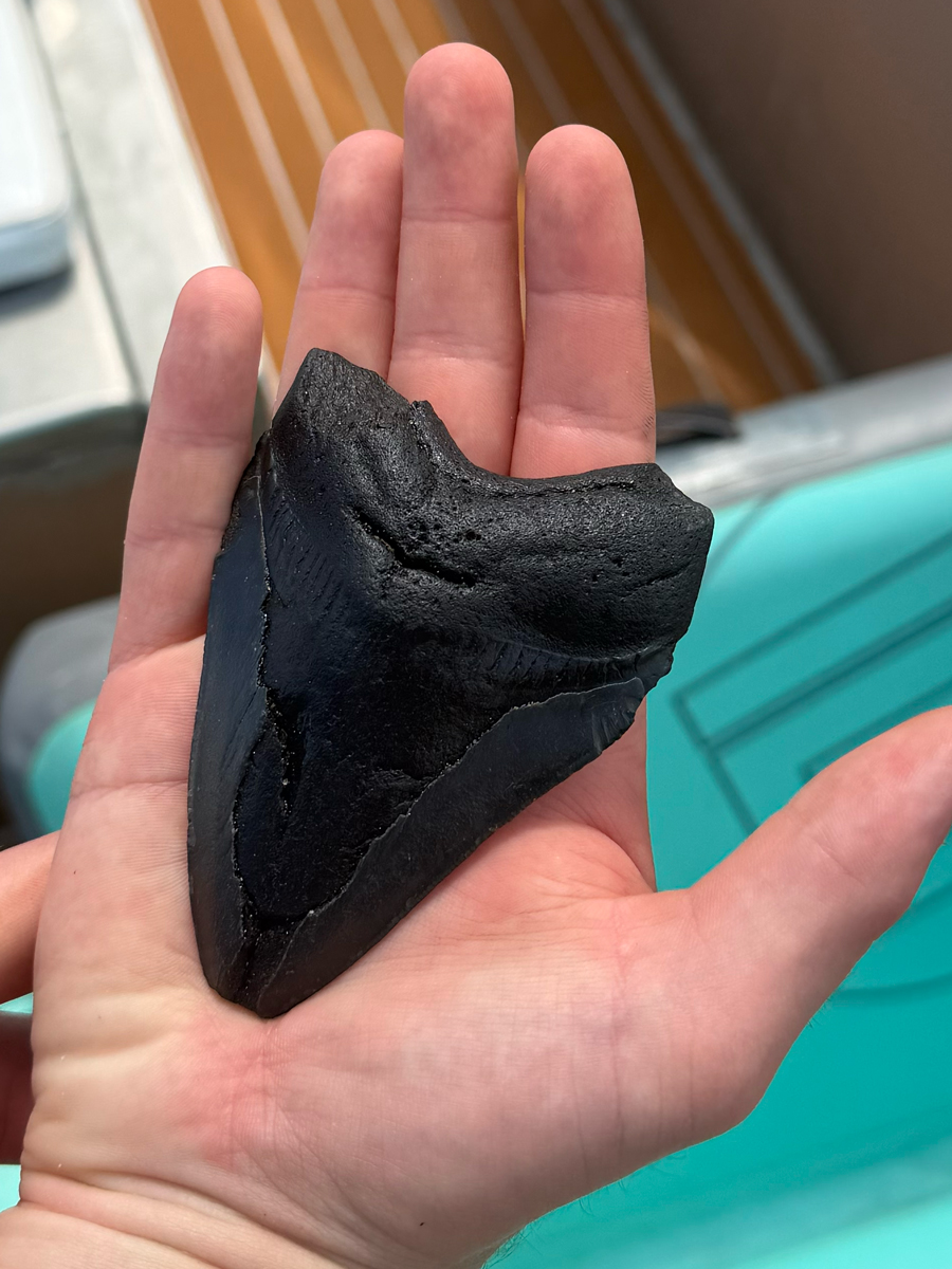 Megalodon Tooth 26 AndrewH megalodon tooth Savannah • Low Country Drifters, Savannah Boat Tours