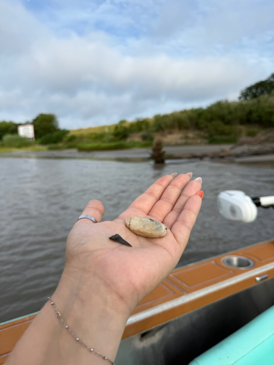 Lettered Olive Alongside a Shark Tooth Shelling in Savannah